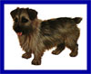Click here for more detailed Norfolk Terrier breed information and available puppies, studs dogs, clubs and forums